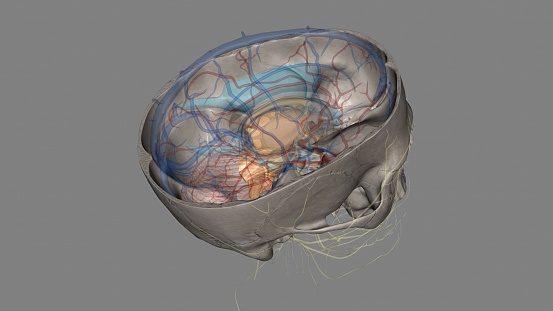 brainstem is the bottom, stalklike portion of your brain.