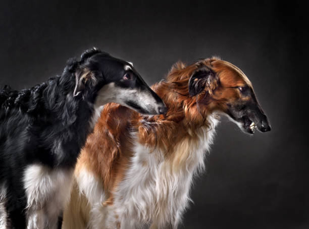 istock Studio shot of russian sighthound dogs 1992275187