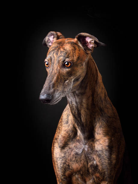 istock Portrait of bright greyhound dog 1992275802