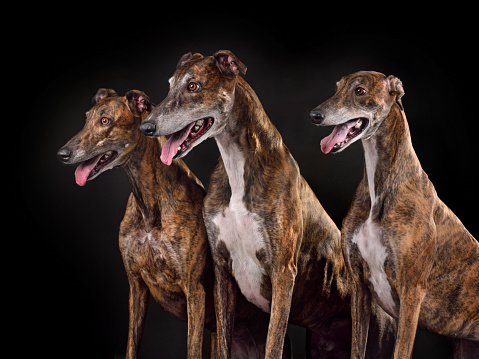 Portrait of bright three brindle greyhound dog isolated on black background