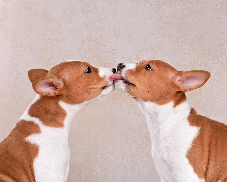 Two adorable brown and white basenji dog licking each otheron brown background