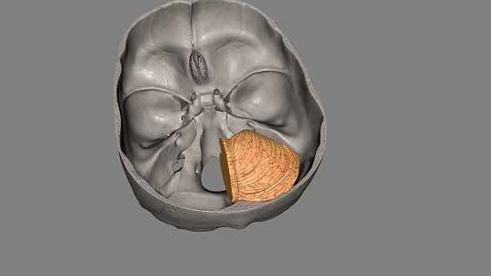 The cerebellum is a major feature of the hindbrain of all vertebrates .