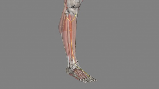 The deep peroneal nerve, also called the deep fibular nerve, is a peripheral nerve of the calf.