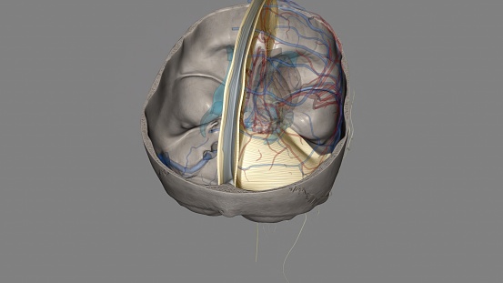 isolated brain image . Human brain model from 3 different angles
