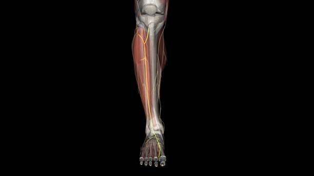 istock The deep peroneal nerve, also called the deep fibular nerve, is a peripheral nerve of the calf 1992283683