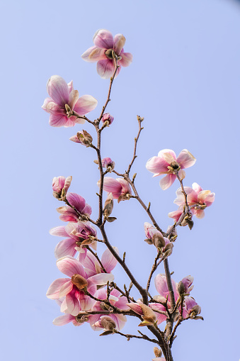 Delicate pink magnolia flowers blooming against a clear blue sky.