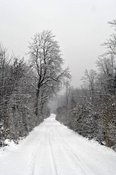 istock Austria, Snow on plants in Nature Reserve 1992285312