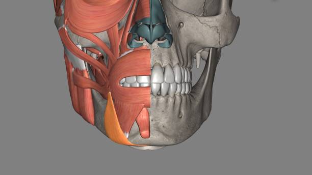 istock Depressor anguli oris is a paired triangular muscle that extends from the mental tubercle of mandible to the angle of the mouth 1992285329