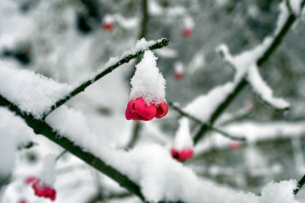 White flowering pear branches and falling snow. anomalous natural phenomenon. Cold wave Natural disasters