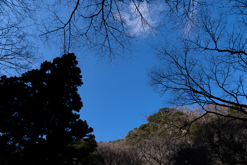 The blue sky seen from inside the forest