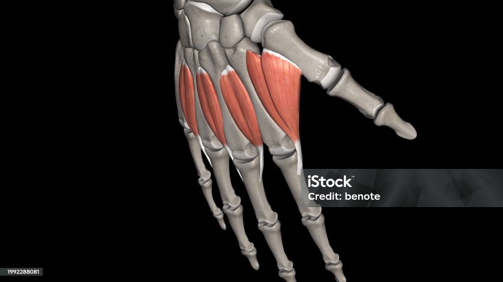 Interossei Power The Dorsal Interossei Muscles Are Muscles That Abduct The Second Third ...