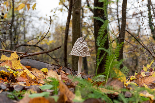 Mushroom in forest