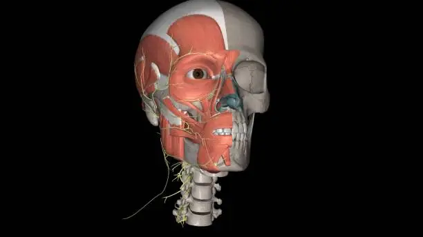 Photo of Head, Nerves and muscles