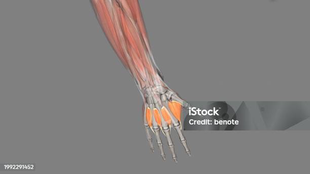 Interossei Power The Dorsal Interossei Muscles Are Muscles That Abduct The Second Third ...