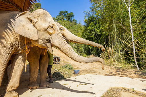 close up of elephants at Phuket elephant sanctuary