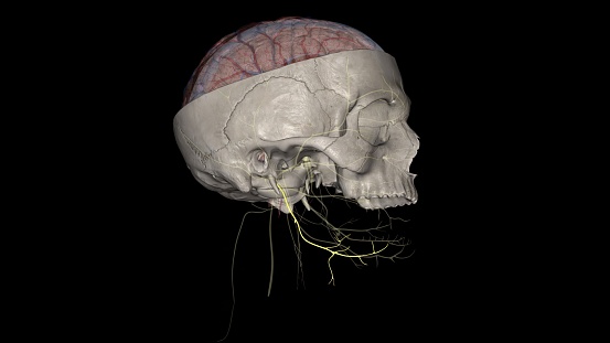 The Hypoglossal nerve is the 12th cranial nerves that originate from the medulla obligate of the brain stem .