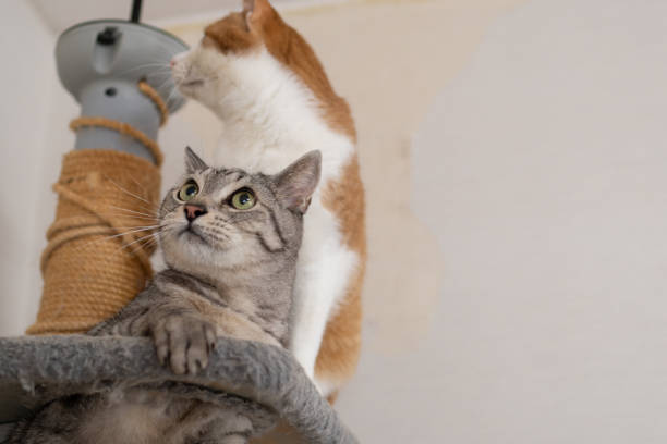 Two cats climbing the cat tower