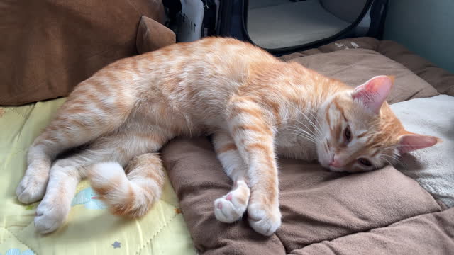 Orange tabby cat on bed