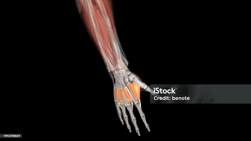 Interossei Power The Dorsal Interossei Muscles Are Muscles That Abduct The Second Third ...