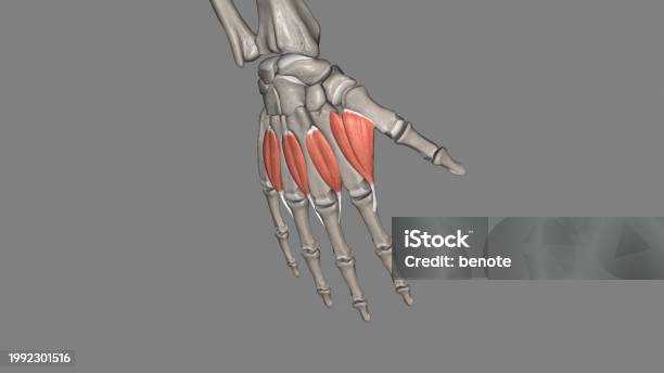 Interossei Power The Dorsal Interossei Muscles Are Muscles That Abduct The Second Third ...