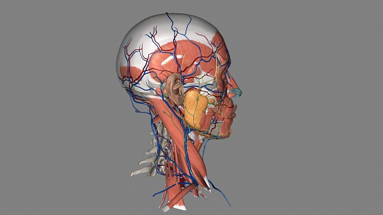 Head, All Systems 3d medical