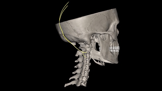 The greater occipital nerve is a nerve of the head.