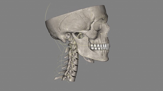 Head, All Systems 3d medical