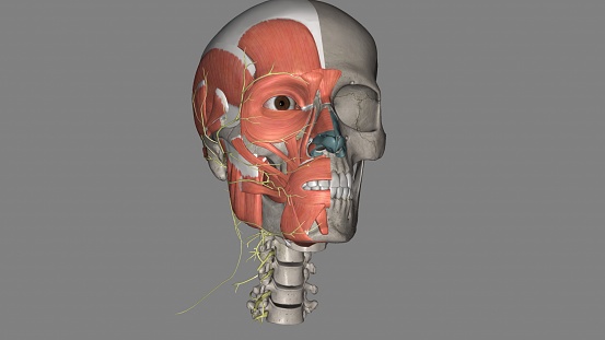 Head, Nerves and muscles 3d