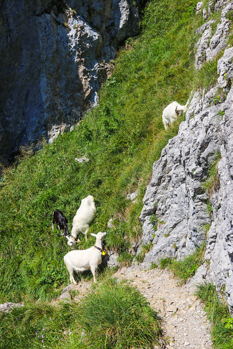 White goats with bell grazing in the Swiss Alps, near Appenzell in the Alpstein mountain range, Ebenalp, Switzerland