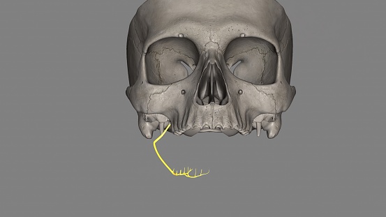 The inferior alveolar nerve is a mandibular nerve branch.