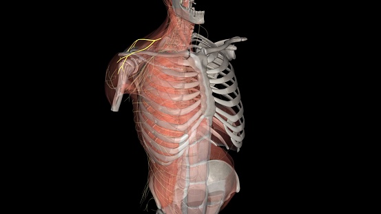 The suprascapular nerve is the lateral branch of the superior trunk of the brachial plexus .