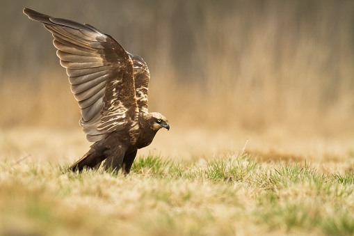 Flying Birds of prey Marsh harrier Circus aeruginosus, hunting time Poland Europe