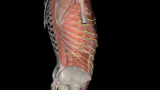 Lateral cutaneous branches of III to XI Intercostal nerves .