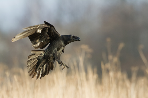 Australian raven (Corvus coronoides)  flying over a field