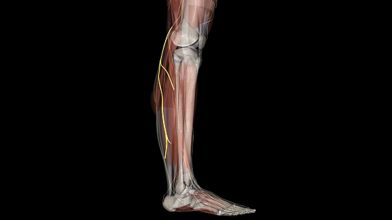 The lateral sural cutaneous nerve of the lumbosacral plexus supplies the skin on the posterior and lateral surfaces of the leg .