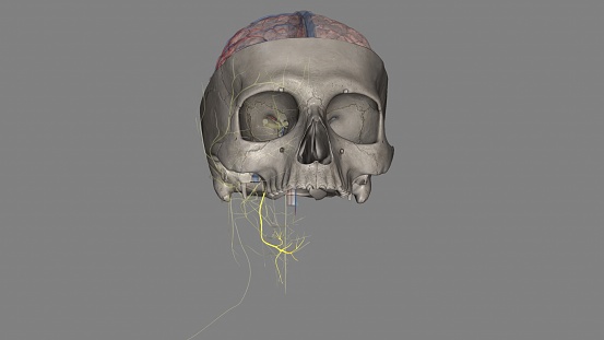 The Hypoglossal nerve is the 12th cranial nerves that originate from the medulla obligate of the brain stem .
