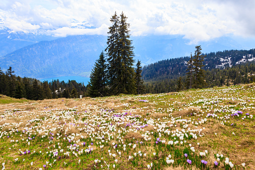 Wild purple and white Crocus alpine flowers blooming at spring in the Swiss Alps. Niederhorn, Switzerland. Beautiful Switzerland mountains landscape with blooming crocus flowers