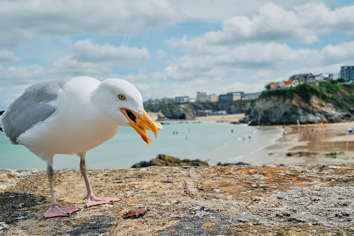 Seagull eating a chip on the harbour wall at Newquay, Cornwall, England on a sunny June day.