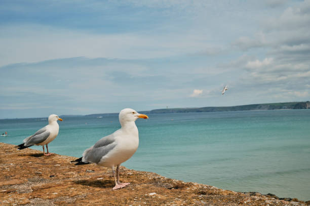 Two seagulls one the harbour wall at Newquay, Cornwall, England on a sunny June day.