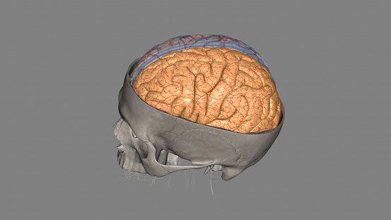 The left cerebral hemisphere controls movement of the right side of the body .
