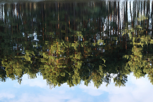 Reflection in the water of trees growing on the banks. Water reflection from forest. Lake. Abstract reflection of the trunks trees on a surface of the water with ripples. Surface of water with ripples