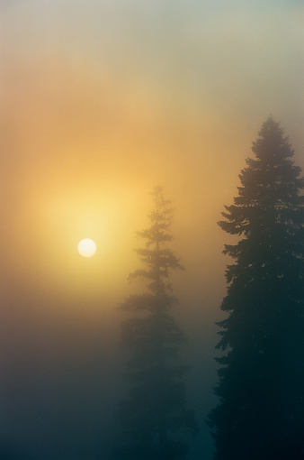 A sunset behind fog-covered trees in a mystical forest