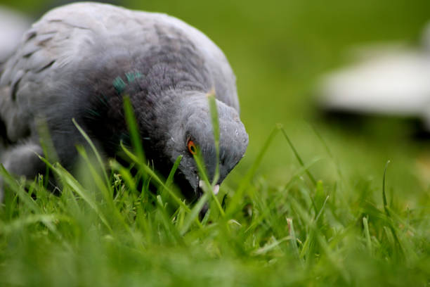 A pigeon looking for something in the grass