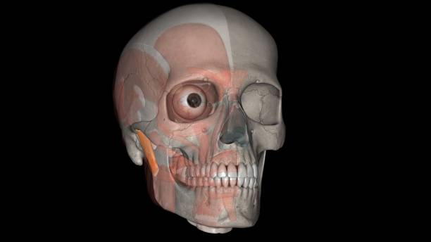 istock Masseter muscle is a paired, strong, thick and rectangular muscle that is originating from the zygomatic arch 1992339244