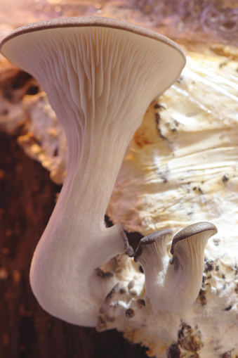 Pleurotus ostreatus, the oyster mushroom growing on oak tree trunk.