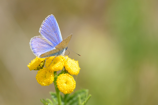 Macro shot of common blue butterfly (Polyommatus Icarus) on a dry twig in foreground. Defocused background with bluebell flower and some grass.
