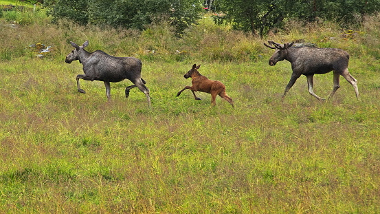 Elk family on a meadow in Norway, Europe
