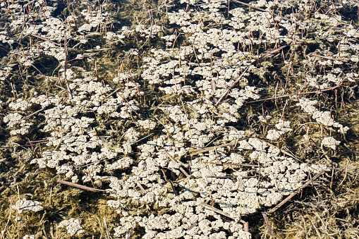 Closeup of moss on the rock's surface, bryophyta