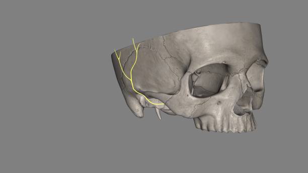 the auricularis superior is one of three extrinsic muscles of the ear - auricularis superior - fotografias e filmes do acervo