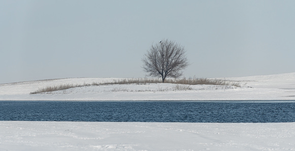 Lonely tree on the bank of an unfrozen river on a winter day